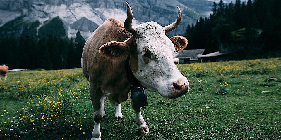 Picture with cow and meadow