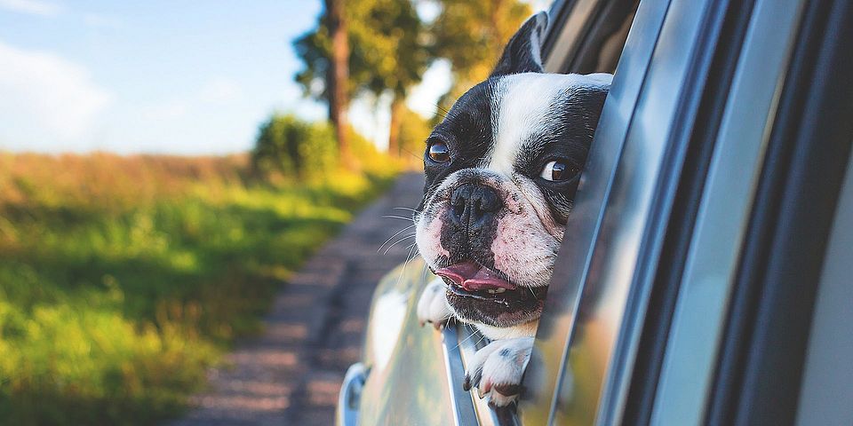 Hund in Auto